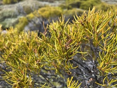 Orites acicularis