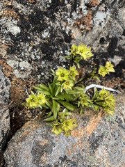 Gentianella diemensis