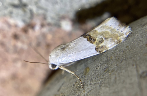 iNaturalist observation photo of Ponometia