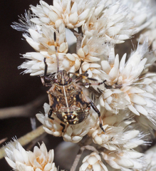 Oncocoris geniculatus