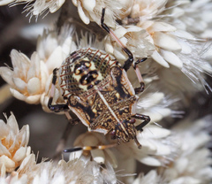 Oncocoris geniculatus