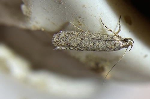 iNaturalist observation photo of Twirler Moths