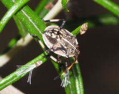 Oncocoris geniculatus