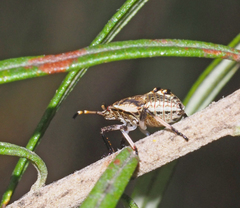 Oncocoris geniculatus