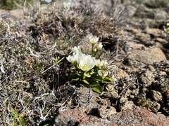 Gentianella diemensis