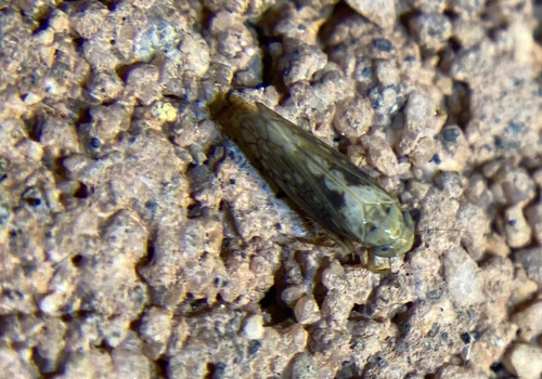 iNaturalist observation photo of Spathanus acuminatus