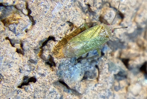 iNaturalist observation photo of Orthotylini