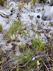 Aspalathus retroflexa