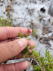 Aspalathus retroflexa