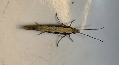 iNaturalist observation photo of Diamondback Moth
