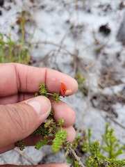Aspalathus retroflexa