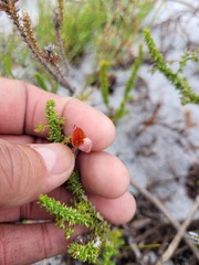 Aspalathus retroflexa