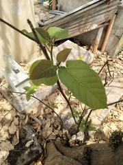 Ficus heteropoda