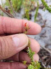 Aspalathus retroflexa