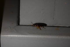Harpalus griseus