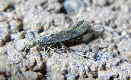 iNaturalist observation photo of Butterflies and Moths