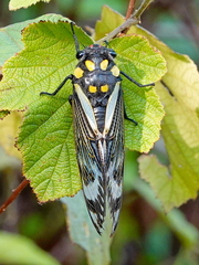 Distantalna splendida