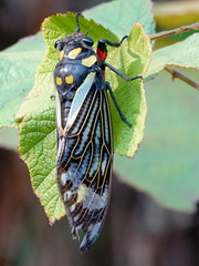 Distantalna splendida