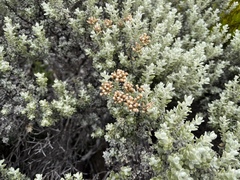 Ozothamnus rodwayi