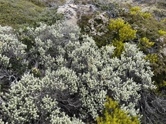 Ozothamnus rodwayi