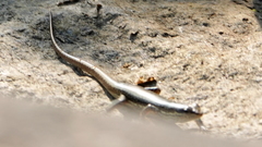 Sphenomorphus maculatus