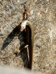 Sphenomorphus maculatus