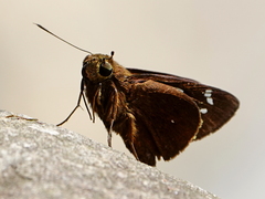 Polytremis lubricans