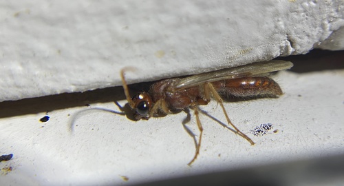 iNaturalist observation photo of Acanthetropis