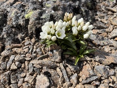 Gentianella diemensis