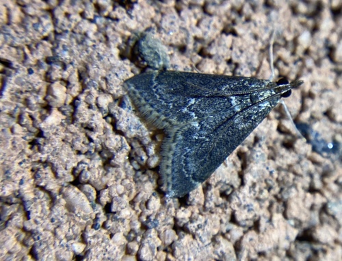 iNaturalist observation photo of Frosted Pyrausta