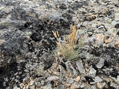 Agrostis muelleriana