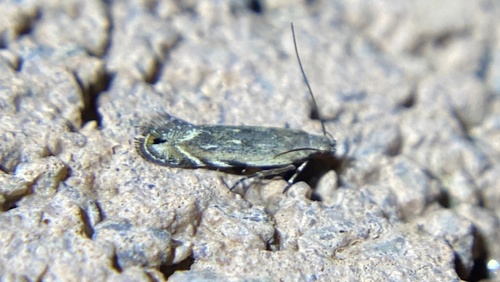 iNaturalist observation photo of Leucogoniella californica