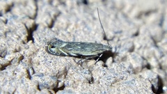 Battaristis nigratomella