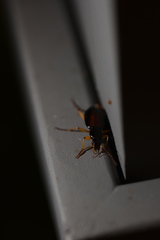 Harpalus griseus