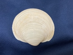 Pegophysema bialata