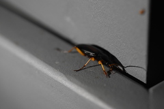 Harpalus griseus