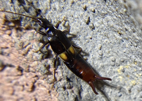 iNaturalist observation photo of Vostox