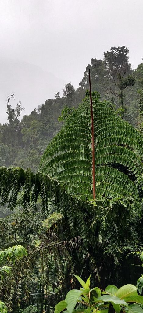 Đủng đỉnh – Caryota obtusa