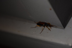 Harpalus griseus