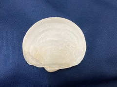 Pegophysema bialata