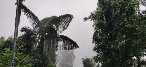 Image of Caryota obtusa by (c) T R Shankar Raman, some rights reserved (CC BY)