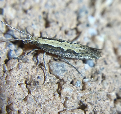 iNaturalist observation photo of Diamondback Moth