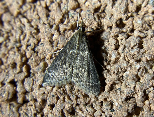 iNaturalist observation photo of Frosted Pyrausta