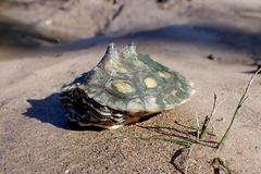 Graptemys flavimaculata