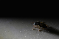 Harpalus tridens