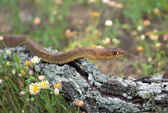 Masticophis flagellum testaceus