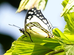 Polyura eudamippus