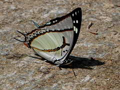 Polyura eudamippus