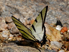 Graphium agetes agetes