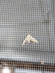 Neocataclysta magnificalis
